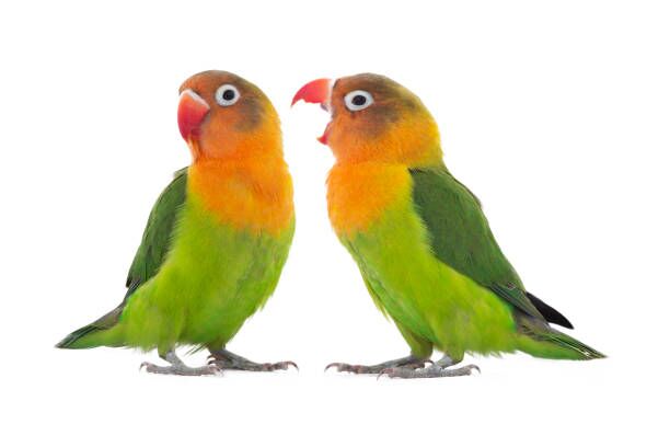 Two lovebird parrots sort out the relationship between themselves isolated on white background Two lovebird parrots sort out the relationship between themselves isolated on white background smaller pets stock pictures, royalty-free photos & images