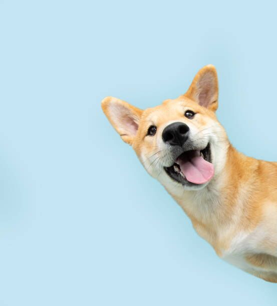Portrait funny and happy shiba inu puppy dog peeking out from behind a blue banner. Isolated on blue pastel background Portrait funny and happy shiba inu puppy dog peeking out from behind a blue banner. Isolated on blue pastel background pets stock pictures, royalty-free photos & images
