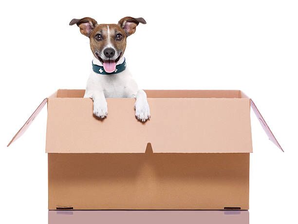 mail moving box dog mail dog in a brown moving box moving company stock pictures, royalty-free photos & images
